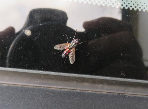 Mintho rufiventris